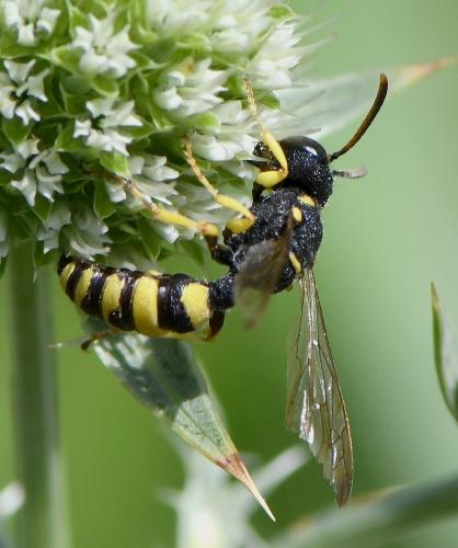 Cerceris sabulosa